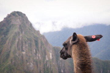 Hermosas llamas en el Cusco