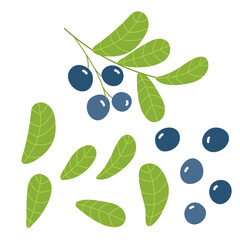 A branch of blueberries, individual berries and leaves. Vector illustration of berries in the flat style.