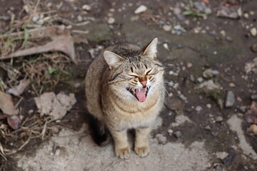 cat in the garden