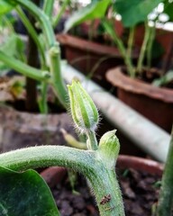 pumpkin flower will coming soon 