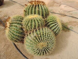 Giant cactus in Garden in Egypt on site