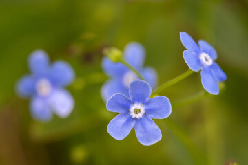 Meadow plant background: blue little flowers - forget-me-not