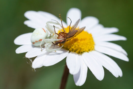 Misumena vatia devouring an insect
