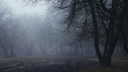 Obraz na płótnie Canvas Morning in a dark rainy foggy scary forest