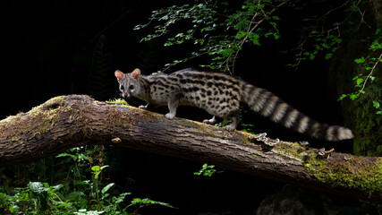 Genet with flash light
