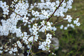 Spring. White flowers on a branch of a blossoming tree