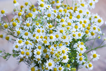 chamomile flowers - close up