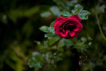 a red rose in the garden