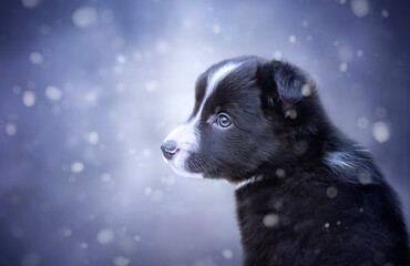 Border collie puppy in profile in the snow