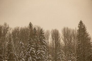 mist over winter forest trees