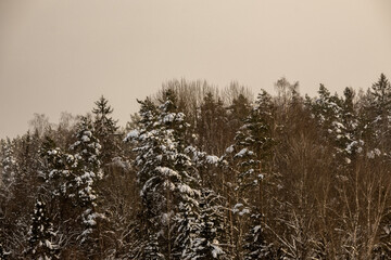 mist over winter forest trees