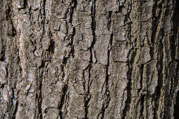 The structure of a tree bark of a conifer