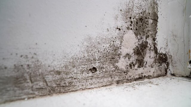 angle between door and white wall with black mold. dangerous fungus 