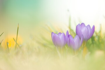 Eine kleine Gruppe lila Krokusse im Frühling ein einer Weise bei sanftem Licht und Hintergrund, crocus