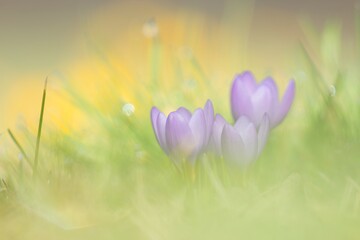 Eine kleine Gruppe lila Krokusse im Frühling ein einer Weise bei sanftem Licht und Hintergrund, crocus