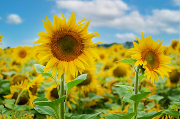 Sunflowers at field under blue sky somewhere in Ukraine