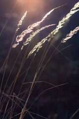 Flowering grass in the light of the setting sun