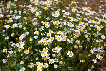 blooming chamomile meadow, summer flowers 