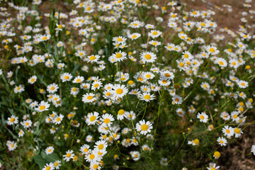 blooming chamomile meadow, summer flowers 
