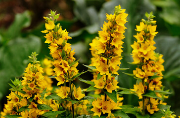 Yellow flowers in the garden