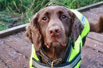 brown chocolate working cocker spaniel clipped shaved close up of face and nose