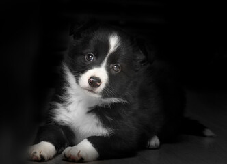 Border collie puppy lying with black background