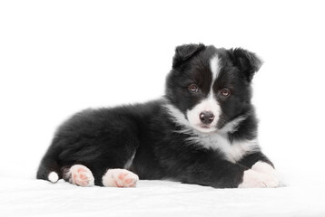 Border collie puppy lying with white background