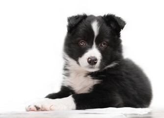 border collie puppy lying with white background