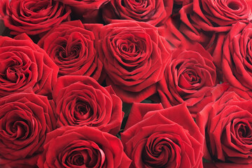 Floral background. Red rose flowers close-up.
