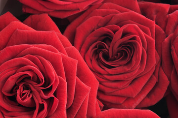 Floral background. Red rose flowers close-up.