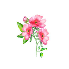 Naklejka na ściany i meble Watercolor hand painted illustration. Red roses branch isolated on white background