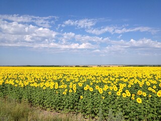 Fototapeta premium field of sunflowers