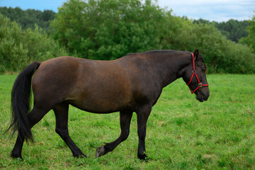 Bay horse with green blade of grass in its mouth is walking through a field.