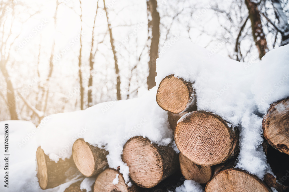 Wall mural log trunks pine pile, the logging timber forest wood industry. banner of wood trunks timber harvesti