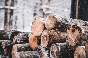 Log trunks pine pile, the logging timber forest wood industry. Banner of wood trunks timber harvesting in forest. Pine log closeup in winter forest.