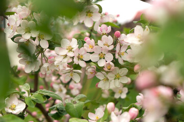 Apple tree is blooming in spring