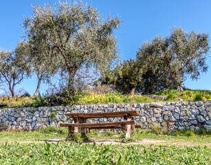 banc en bois au pied d'un olivier 