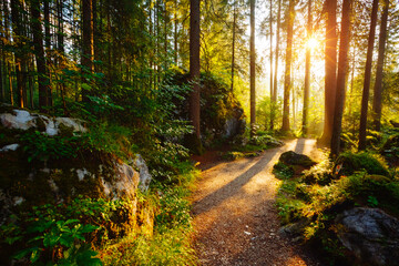 Enchanted woods in the morning sunlight. Location place Germany Alps, Europe.