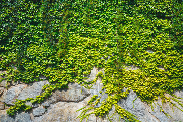 Amazing natural texture of green ivy.