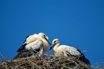 Three white stork chicks in nest. Chicks before departure. One of chicks tries its wings and this...