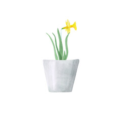 Watercolor potted narcissus isolated on a white background. Hand-drawn jonquil flower in a pot. Botanical illustration for your design. Greenery clipart. Home plant print. Pothos flower. Home garden.