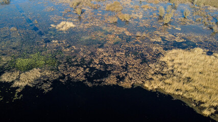 Aerial drone view of swamp in nature. Colorful swampy marsh in winter. Water Lilies, duckweed and Giant reed growing in marsh. 