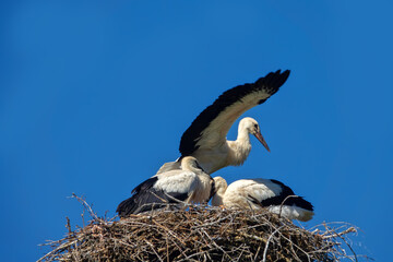 Three white stork chicks in nest. Chicks before departure. One of chicks tries its wings and this...