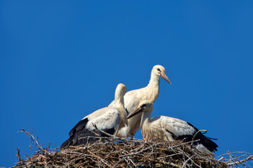 Three white stork chicks in nest. Chicks before departure. One of chicks tries its wings and this...