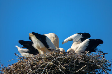 Three white stork chicks in nest. Chicks before departure. One of chicks tries its wings and this...