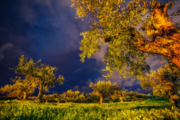 Incredible view of the olive garden under the moonlight. Location Sicily island, cape Milazzo, Italy.