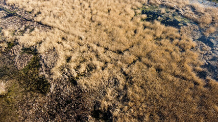 Aerial drone view of swamp in nature. Colorful swampy marsh in winter. Water Lilies, duckweed and Giant reed growing in marsh. 