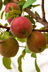 Red apples hang on a branch with green leaves.