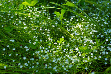 Fototapeta na wymiar A green field with delicate small white blooming flowers. Lightness and greenery. Spring