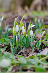 First spring flowers snowdrops. Delicate white flowers bloom. Galanthus nivalis. Flowers at the edge of the forest